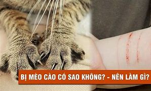 Mèo Chích Ngừa Rồi Cào Có Sao Không