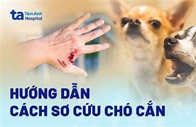 Nước Miếng Của Chó Có Độc Không